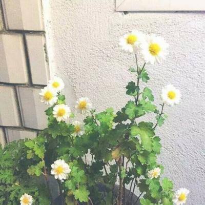 海底大作战手机版下载